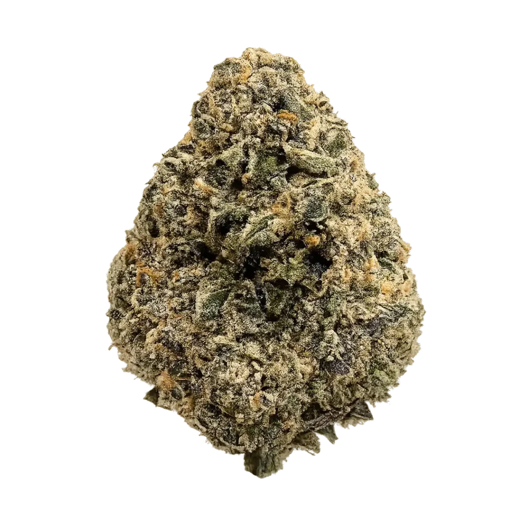 Chocolate Hashberry strain with frosty dark buds, chocolate aroma, berry hash terps, and dense trichome coverage.