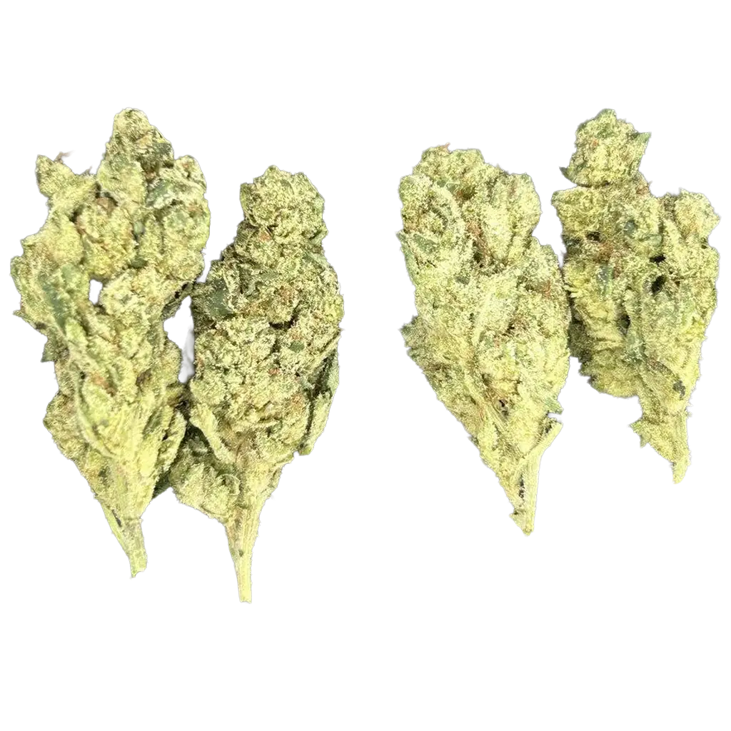 Gorilla Funk THCa Flower featuring dense frosty green and purple buds with diesel gas aroma, earthy pine terpenes, and heavy trichome coverage.