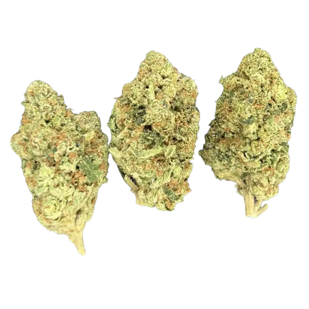 Triangle Kush THCa Flower featuring dense frosty green buds with earthy pine aroma, diesel gas terpenes, and heavy trichome coverage.