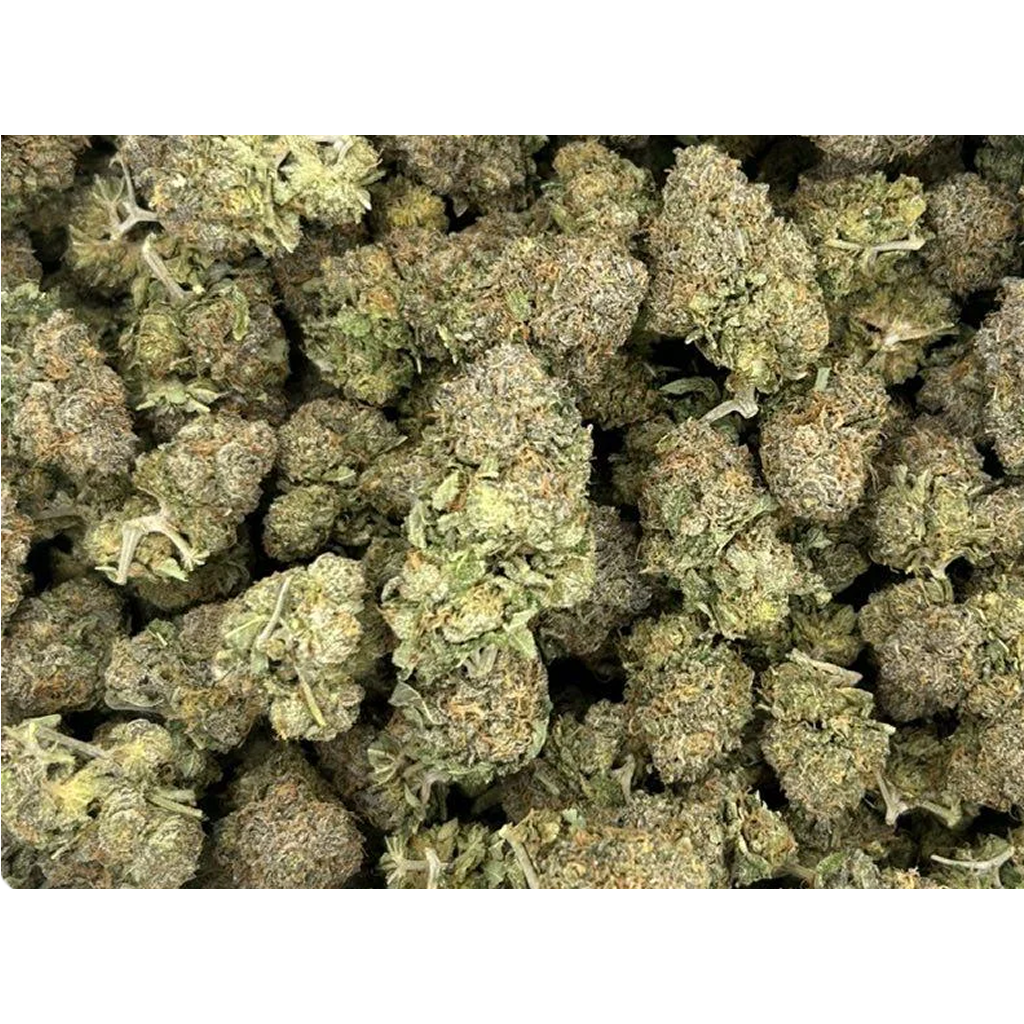 Gasslato THCa Flower featuring dense frosty buds with creamy dessert aroma, sweet fruit notes, bold diesel gas, and heavy trichome coverage.