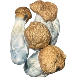 Yeti Mushrooms